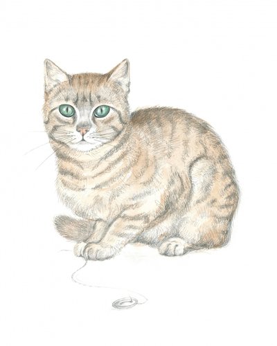 Chat tigré et bouton - Isabelle Brent