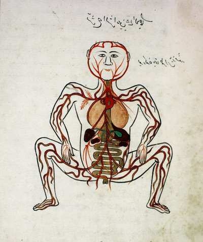 Médecine arabe : « circulation sanguine et système digestif » Miniature du manuscrit d