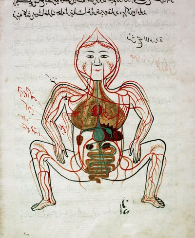Médecine arabe : « circulation sanguine et système digestif » Miniature du manuscrit d