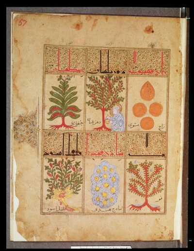 Ms. Arabe 2964 fol.57 Plantes médicinales pour la thériaque, du Traité de Thériaque d