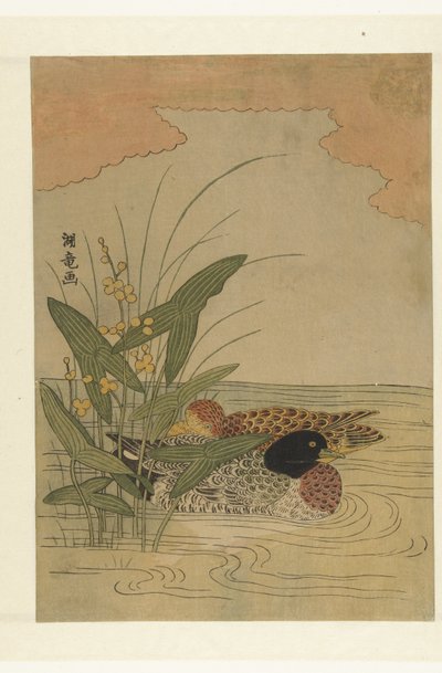 Deux canards nageant près de sagittaires en fleurs jaunes - Isoda Koryusai