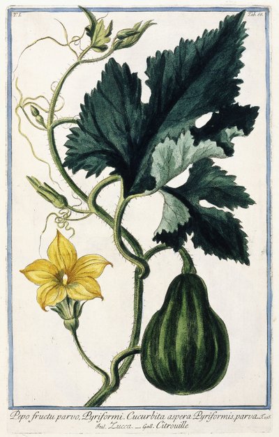 Une citrouille, 1772-1784 - Italian School
