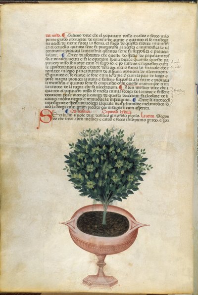 Un plant de basilic dans un pot, illustration du 