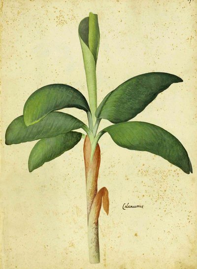 Acorus calamus par Ulisse Aldrovandi - Italian School