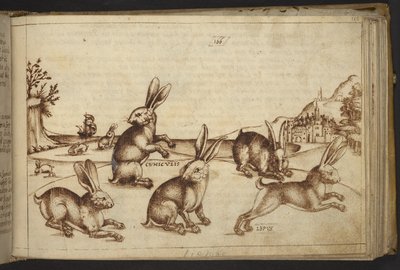 Lapins (