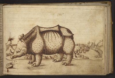Rhinocéros, de Historia Animalium - Italian School