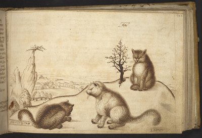 Chats sauvages (