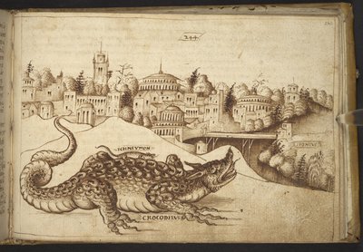 Un crocodile (