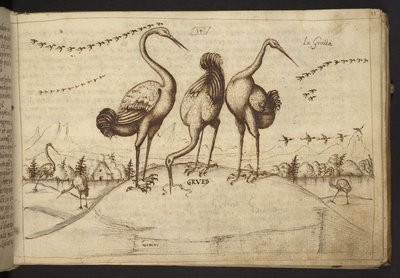 Des grues (