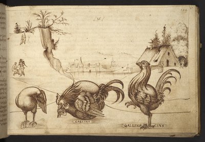 Poules (