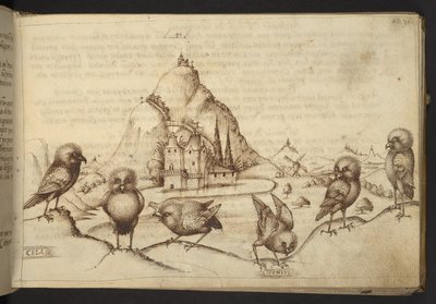 Oiseaux (