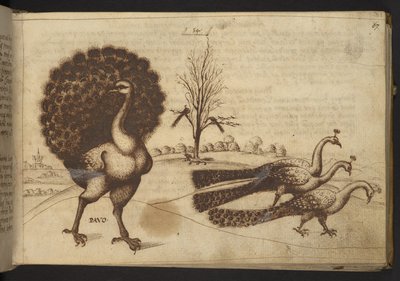 Add. 82955, f.53 Paons (