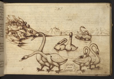 Cygnes (