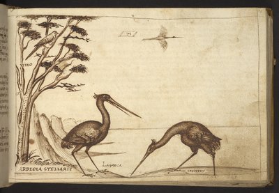Add. 82955, f.70 Héron (