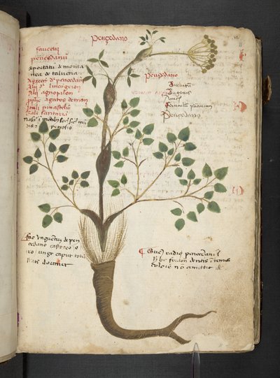Un herbier, Belluno - Italian School