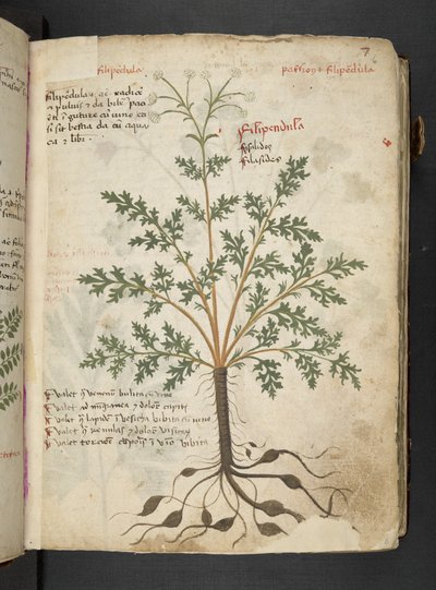Un herbier, Belluno - Italian School