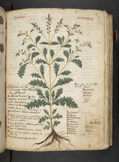 Un herbier, Belluno - Italian School