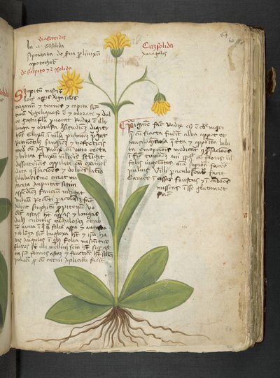 Un herbier, Belluno - Italian School