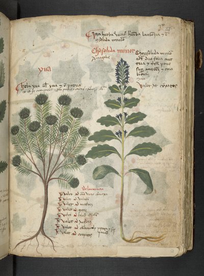 Un herbier, Belluno - Italian School
