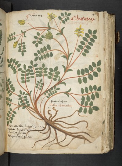 Un herbier, Belluno - Italian School
