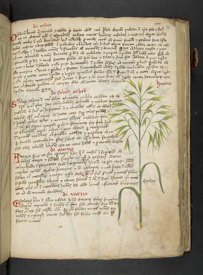 Un herbier, Belluno - Italian School
