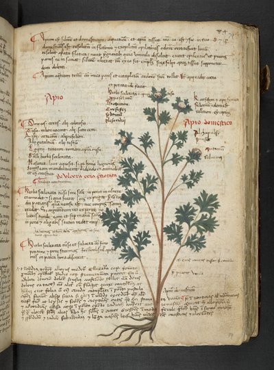 Un herbier, Belluno - Italian School