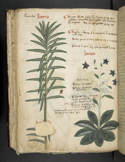 Add MS 41623 Boraxo (ou 