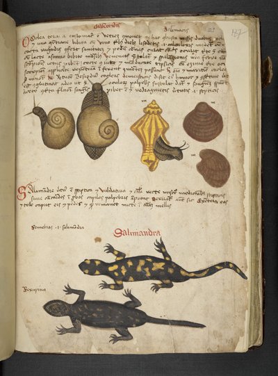 Chiocciole et Salamandra, de 