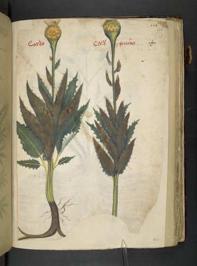 Cardo, 