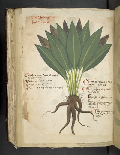 Add MS 41623 f.103v Confolida, d