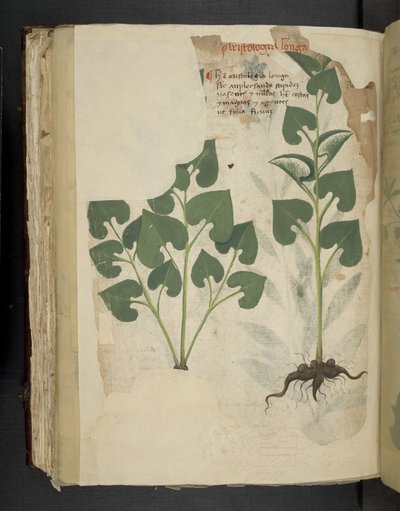 Add MS 41623 f.104v Anthurium, d
