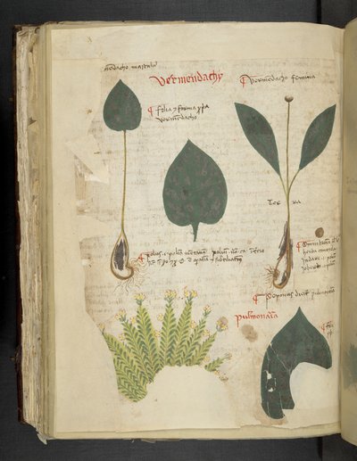 Add MS 41623 f.112v Pulmonaire, de 