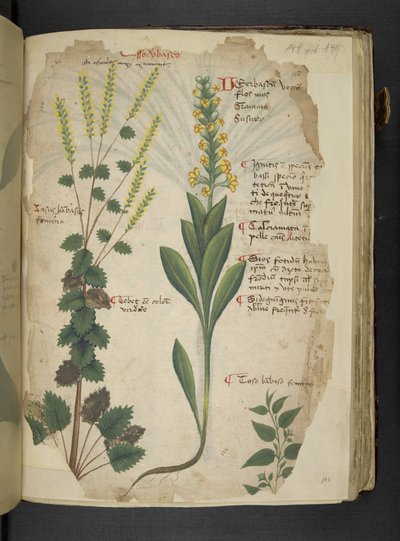 Add MS 41623 f.113r 