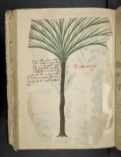 Tarro Arboro, d