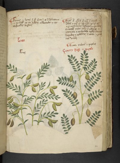 Un herbier, Belluno - Italian School