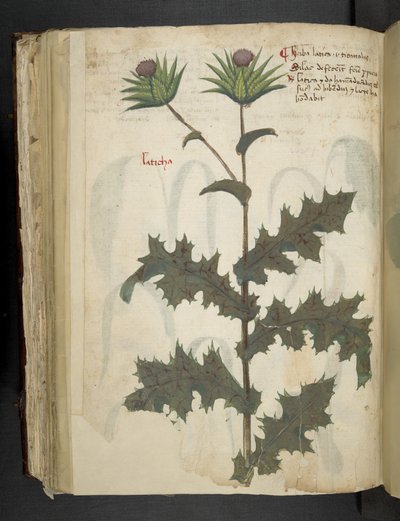 Add MS 41623 f.117v Chardon 