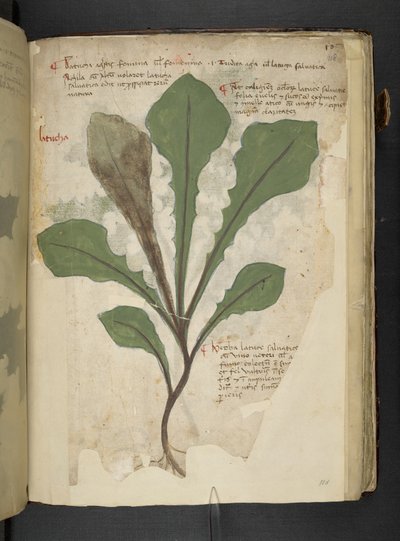Un herbier, Belluno - Italian School