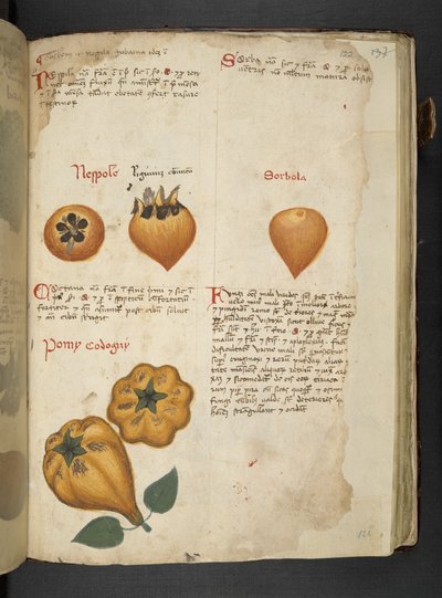 Pere Cotogne et Sorbo, d