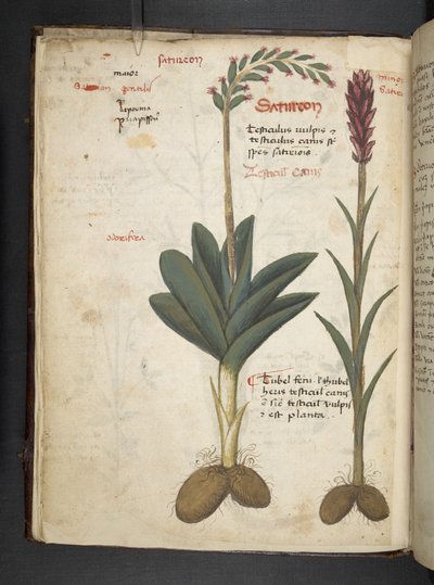 Add MS 41623 f.12v 