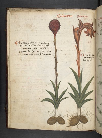 Add MS 41623 f.13v 