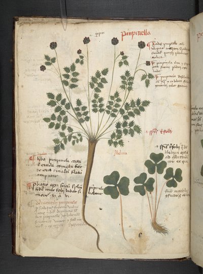 Un herbier, Belluno - Italian School