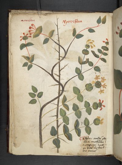 Un herbier, Belluno - Italian School