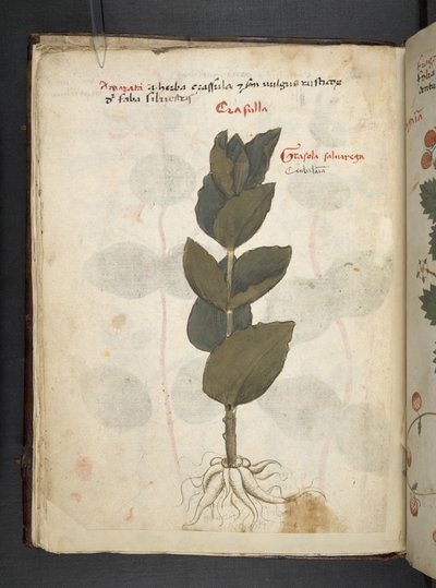 Add MS 41623 f.16v 