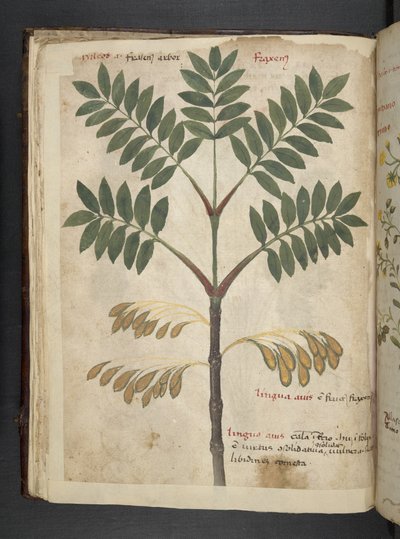 Un herbier, Belluno - Italian School