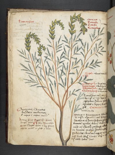 Un herbier, Belluno - Italian School