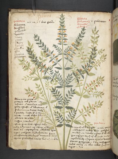 Un herbier, Belluno - Italian School