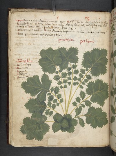 Add MS 41623 f.24v Un herbier, Belluno - Italian School
