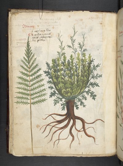 Add MS 41623 f.25v 