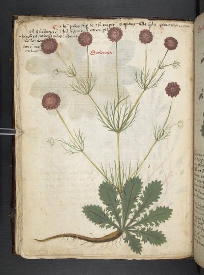 Un herbier, Belluno - Italian School