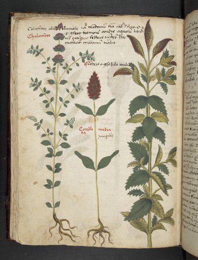 Un herbier, Belluno - Italian School